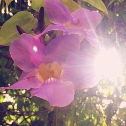 Close-up of flower blooming outdoors