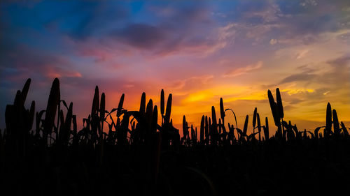 Close-up of silhouette plants on field against sky during sunset