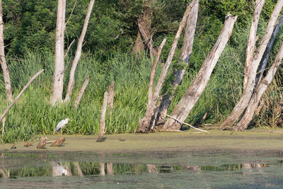 View of birds by the lake