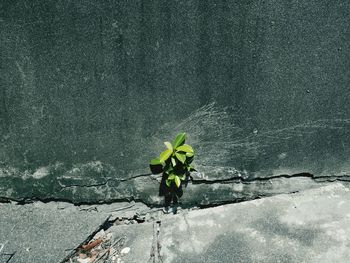 Close-up of plants growing in wall