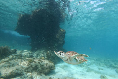 High angle view of turtle in sea