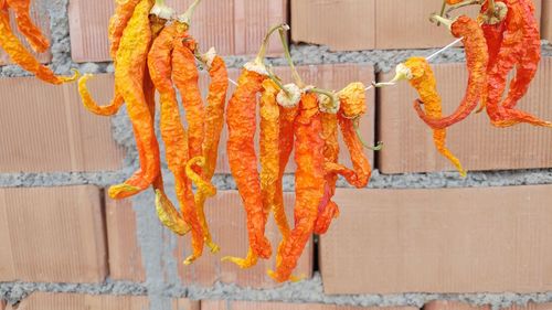 Close-up of dried red chili peppers hanging against brick wall