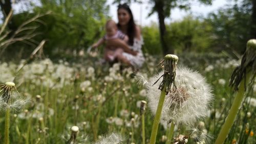 Panoramic view of flowering plants on field