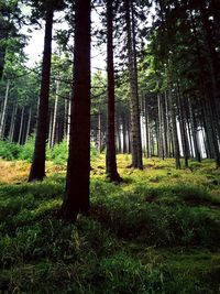 Trees in forest