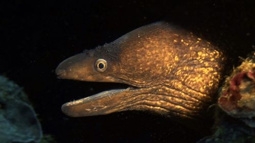 Close-up of fish swimming in sea