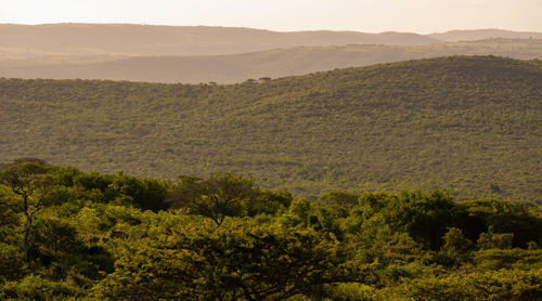 Hluhluwe imfolozi park nature reserve south africa