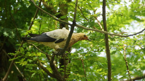 Low angle view of bird perching on a tree