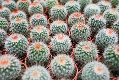 Full frame shot of succulent plant