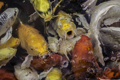 High angle view of koi carps swimming in lake