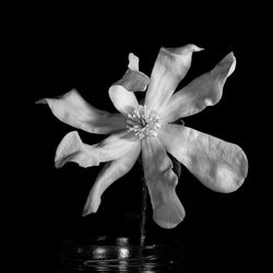 Close-up of flower over black background