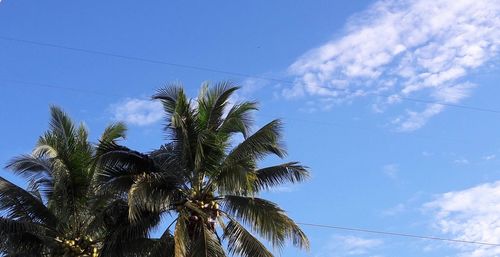 Low angle view of palm tree against sky
