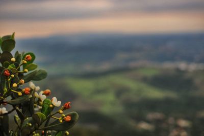 Close-up of plant against sky