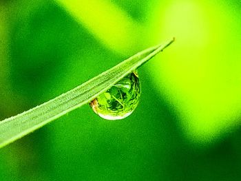 Close-up of insect on leaf