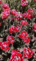 Close-up of red flowers blooming outdoors