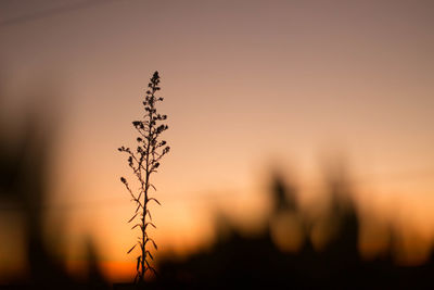 Close-up of silhouette plant against sky during sunset