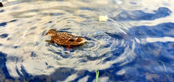 High angle view of duck swimming in lake