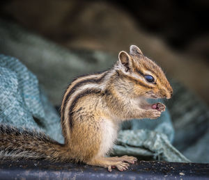 Close-up of squirrel