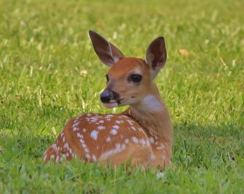 Dog on grassy field