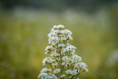 Close-up of white flowering plant on field