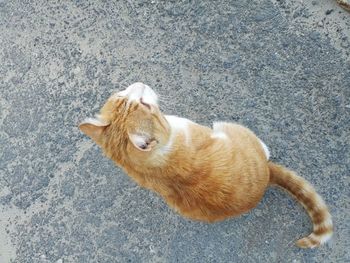 High angle view of ginger cat