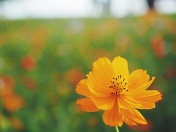 Close-up of yellow flower blooming in garden