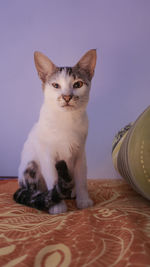 Portrait of cat sitting at home