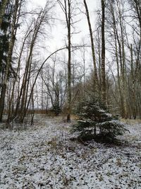 Bare trees in forest during winter