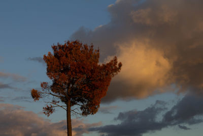 Low angle view of tree against sky during sunset