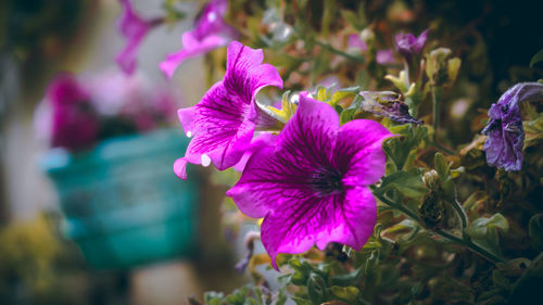 Close-up of pink flowering plant