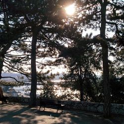 Sun shining through trees