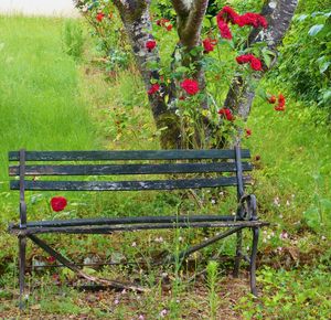 Close-up of apples on tree in field