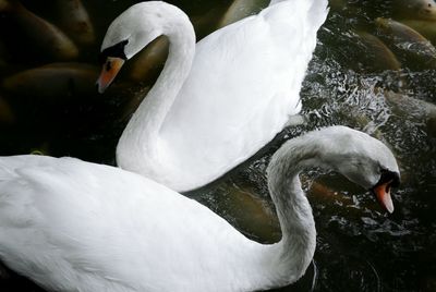 White geese in pond