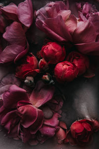 Close-up of pink roses