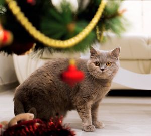 Close-up portrait of cat