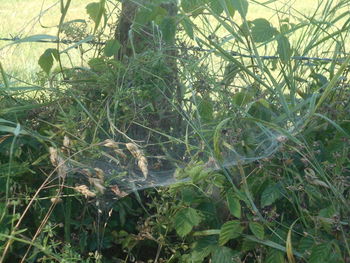 plant