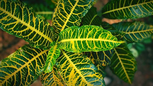 Close-up of fresh green plant