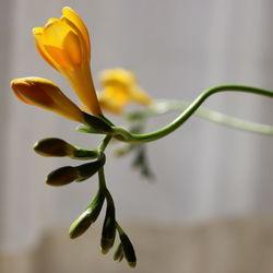 Close-up of flower against blurred background