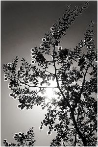 Low angle view of tree against sky