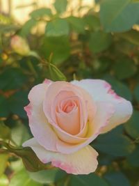 Close-up of pink rose