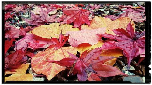 Full frame shot of maple leaves