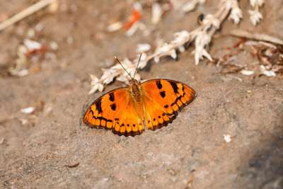 Close-up of butterfly on flower