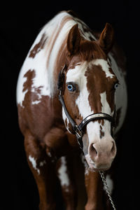 Close-up of horse standing outdoors