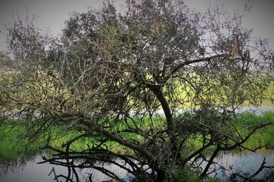 Low angle view of trees against sky