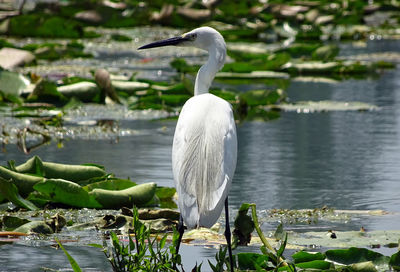 Close-up of heron on lake