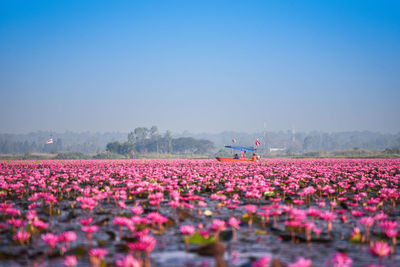 Pink flowering plants on field against sky