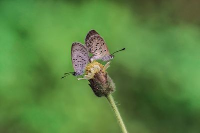 Close-up of butterfly pollinating flower