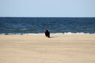 Bird perching at beach against clear sky