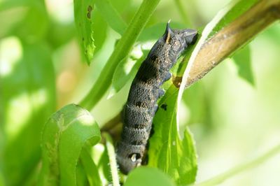 Close-up of insect on plant