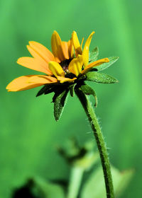 Close-up of yellow flower blooming outdoors