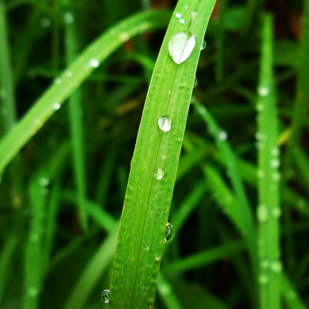 drop, green color, wet, grass, growth, water, blade of grass, close-up, dew, leaf, nature, freshness, beauty in nature, focus on foreground, plant, green, selective focus, water drop, fragility, droplet